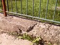 SAM_1065 SAM_1065